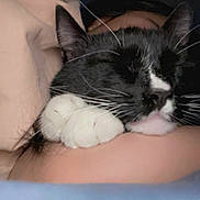 Moonshine joined the competition — help win amazing prizes! cat, black_and_white, sleeping, paws, close_up, cozy, indoor, bedtime, soft, pet, feline, resting, nap, whiskers, cute, relaxed, fur, pink_pillow, comfort, domestic_animal