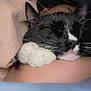 cat, black_and_white, sleeping, paws, close_up, cozy, indoor, bedtime, soft, pet, feline, resting, nap, whiskers, cute, relaxed, fur, pink_pillow, comfort, domestic_animal
