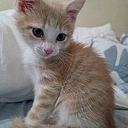 Tater Tot joined the competition — help win amazing prizes! kitten, cat, orange_cat, white_cat, feline, pet, indoor, bed, blanket, pillow, fur, cute, young, small, animal, whiskers, tail, ears, curious, cozy