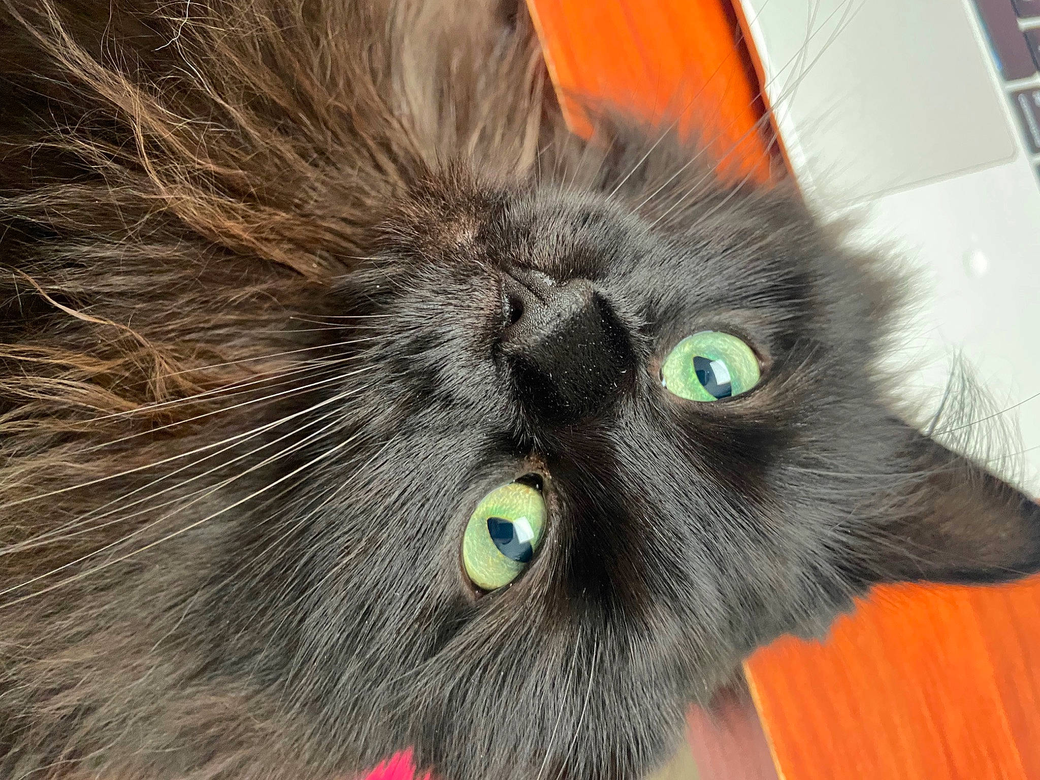 Goustaf participe au concours pour gagner de l'argent avec cette photo : black_cat, carnivore, cat, claw, close_up, comfort, computer_keyboard, domestic_short_haired_cat, eye, felidae, fur, head, iris, paw, small_to_medium_sized_cats, snout, terrestrial_animal, whiskers