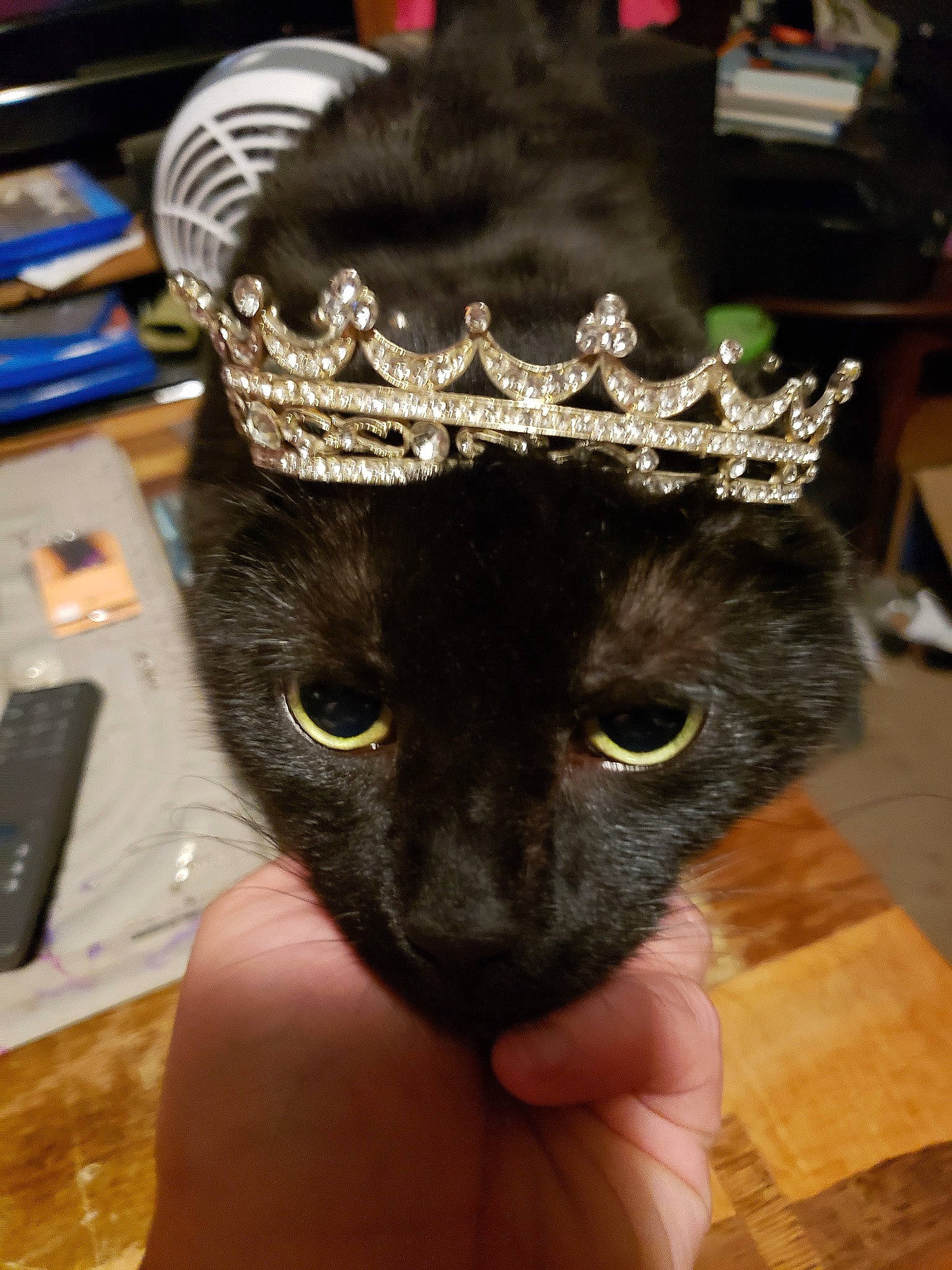 Luna is registered to the contest to win money with this photo: american_shorthair, black_cat, bombay, carnivore, cat, domestic_short_haired_cat, ear, fashion_accessory, felidae, fur, hat, headgear, headpiece, korat, russian_blue, small_to_medium_sized_cats, whiskers