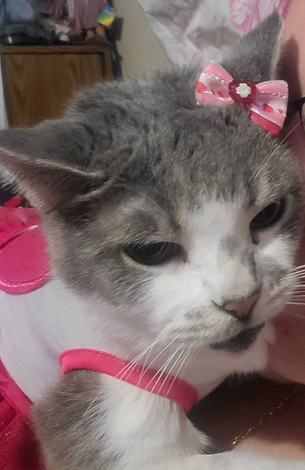 Baby joined the competition — help win amazing prizes! carnivore, cat, claw, collar, domestic_short_haired_cat, felidae, fur, paw, plant, small_to_medium_sized_cats, snout, tail, tree, whiskers, window