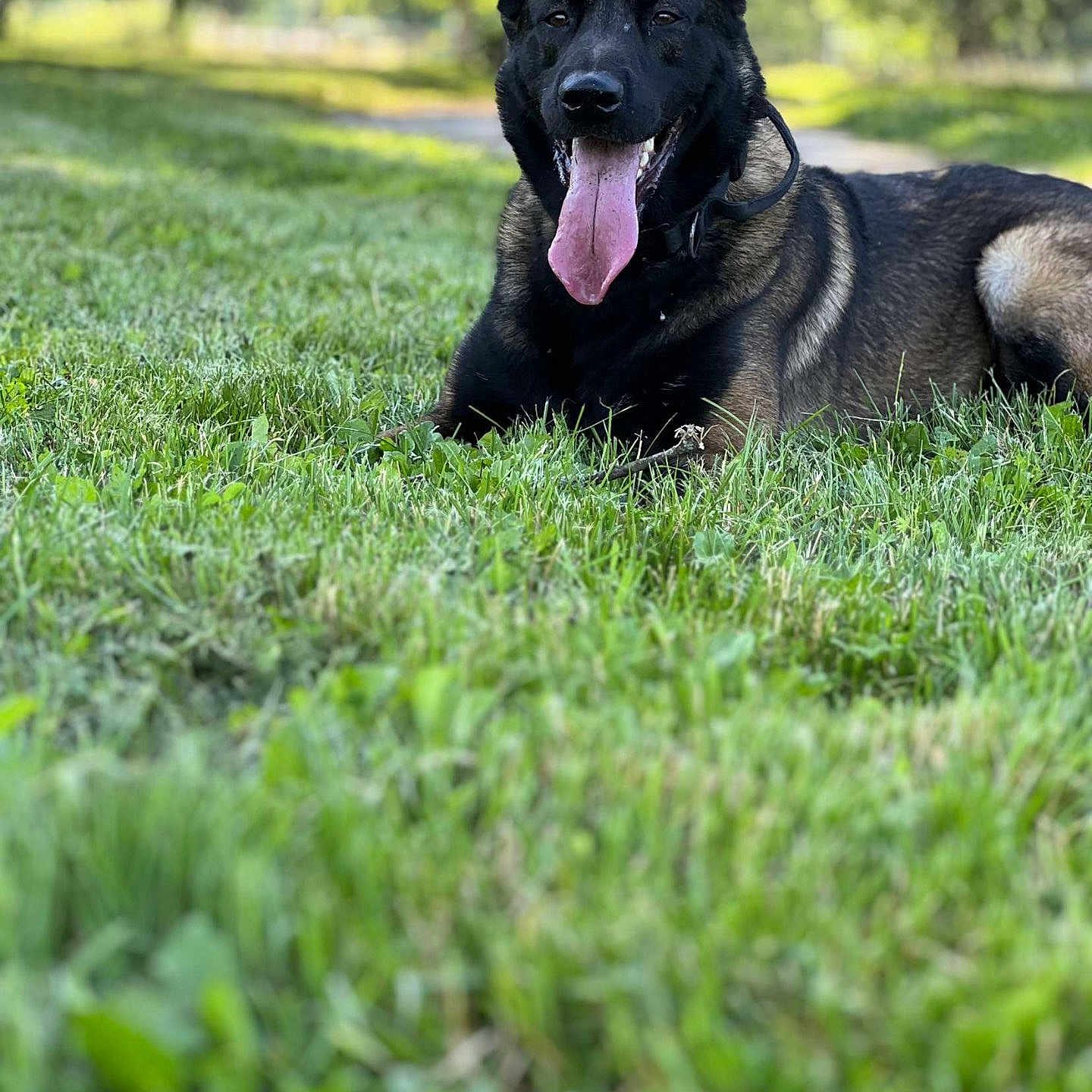 Sam participe au concours pour gagner de l'argent avec cette photo : animal, background_blur, black, canine, collar, dog, ears, grass, happy, laying, muzzle, nature, outdoor, panting, park, pet, summer, sunlight, tan, tongue