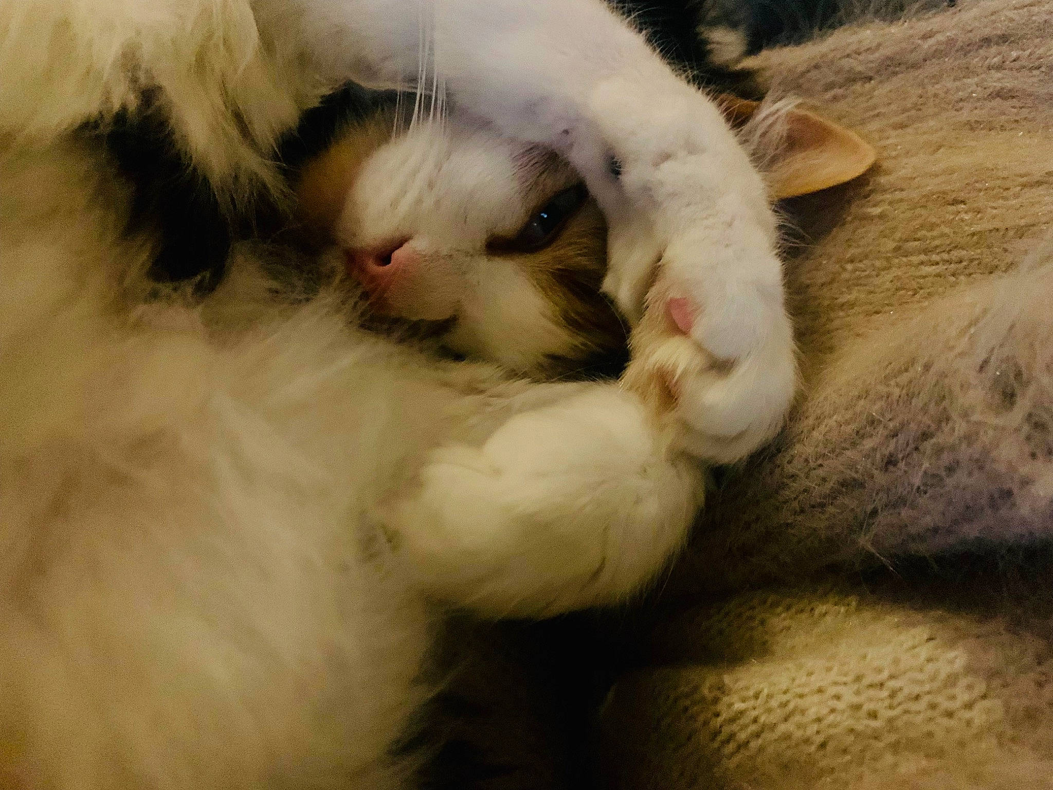 Lou participe au concours pour gagner de l'argent avec cette photo : carnivore, cat, claw, comfort, domestic_short_haired_cat, fawn, felidae, fur, nap, paw, small_to_medium_sized_cats, snout, tail, terrestrial_animal, whiskers