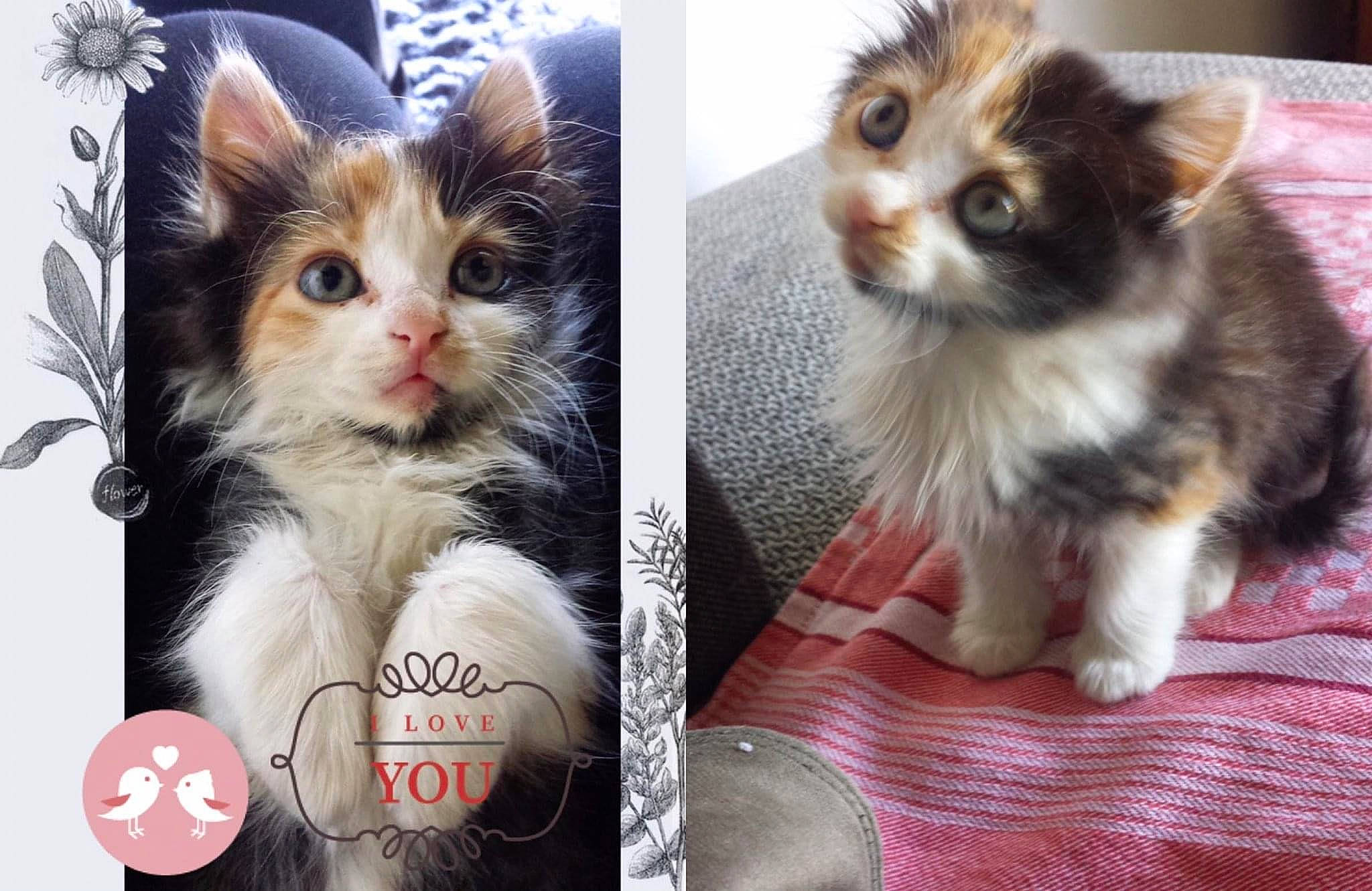 Lou a rejoint le concours — aidez-le/la à gagner de superbes lots ! art, carnivore, cat, collage, companion_dog, domestic_short_haired_cat, fawn, felidae, font, fur, gesture, iris, paw, photo_caption, small_to_medium_sized_cats, snout, tail, whiskers