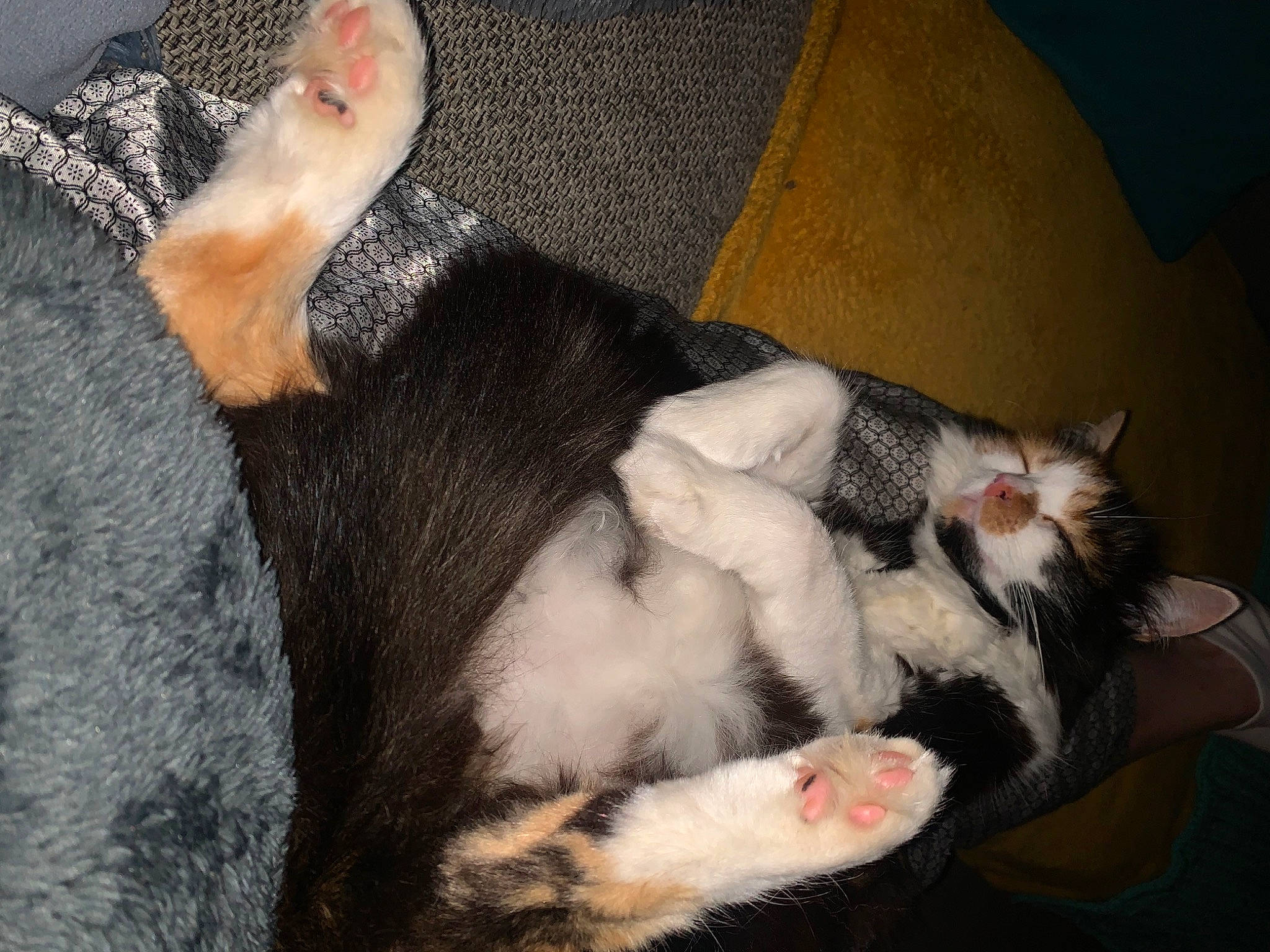 Lou a rejoint le concours — aidez-le/la à gagner de superbes lots ! canidae, carnivore, cat, claw, comfort, companion_dog, couch, dog_breed, domestic_short_haired_cat, ear, fawn, felidae, foot, fur, lap, paw, small_to_medium_sized_cats, snout, tail, whiskers