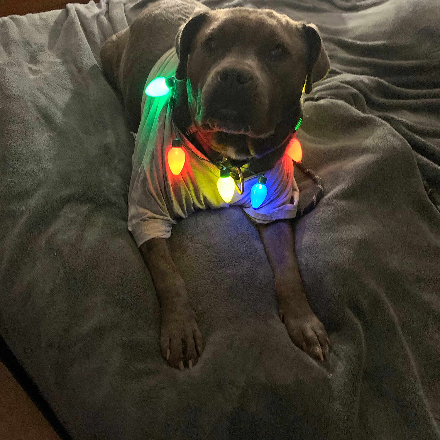 Kash joined the competition — help win amazing prizes! animal, bed, bedroom, blanket, canine, couch, dog, face, furniture, head, homedecor, hound, indoors, light, person, pet, photography, portrait, puppy, room