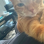 Piper Fisher joined the competition — help win amazing prizes! cat, orange_tabby, close_up, paw, indoor, couch, furniture, papers, window, relaxed, pet, whiskers, fur, home, cozy, blurred, light, soft_focus, animal, mammal