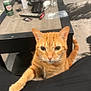 Piper Fisher joined the competition — help win amazing prizes! cat, orange_tabby, pet, indoor, living_room, coffee_table, paw, curious, feline, fur, whiskers, ears, floor, home, table, can, remote_control, candle, plastic_bottle, carpet