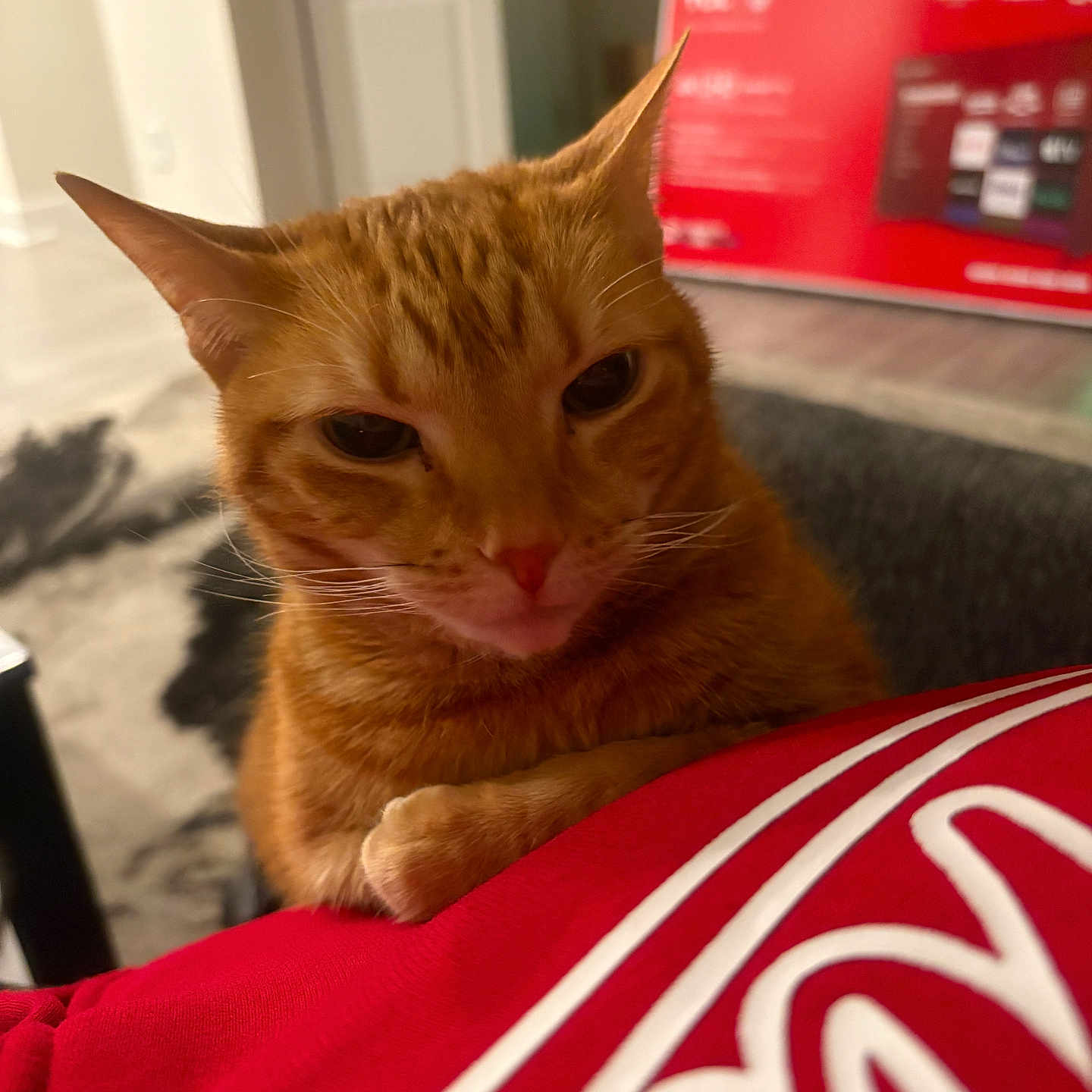 Piper Fisher joined the competition — help win amazing prizes! animal, blurred_background, box, cat, close_up, cozy, curious, cute, domestic, door, fur, furniture, indoor, mammal, orange_tabby, paw, pet, red_fabric, resting, whiskers