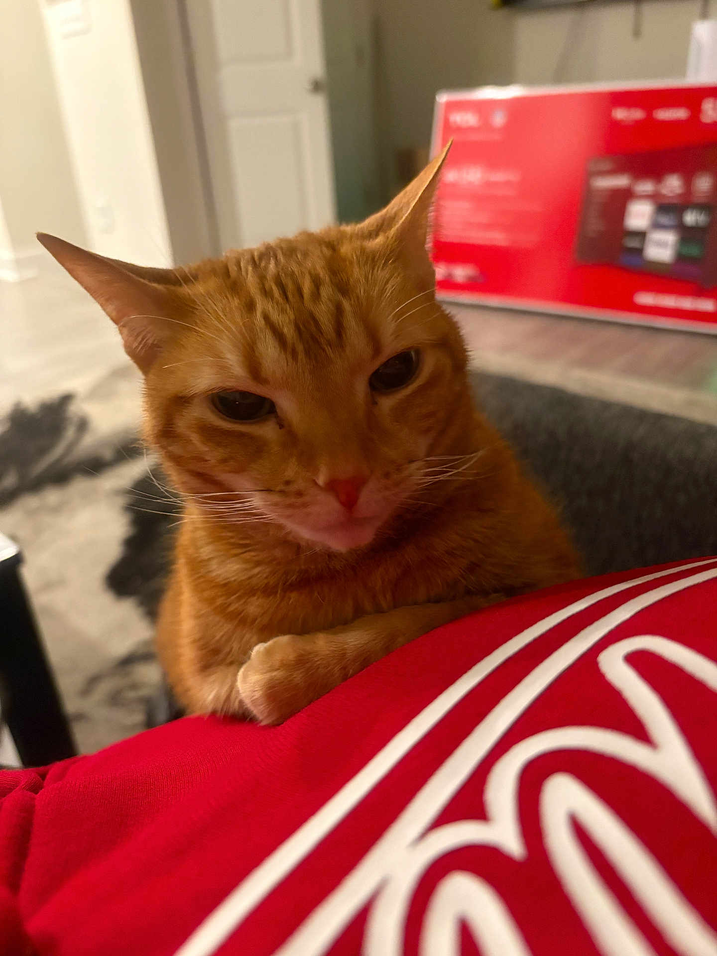 Piper Fisher joined the competition — help win amazing prizes! cat, orange_tabby, paw, red_fabric, indoor, close_up, blurred_background, door, box, furniture, whiskers, fur, pet, animal, resting, curious, cozy, domestic, mammal, cute