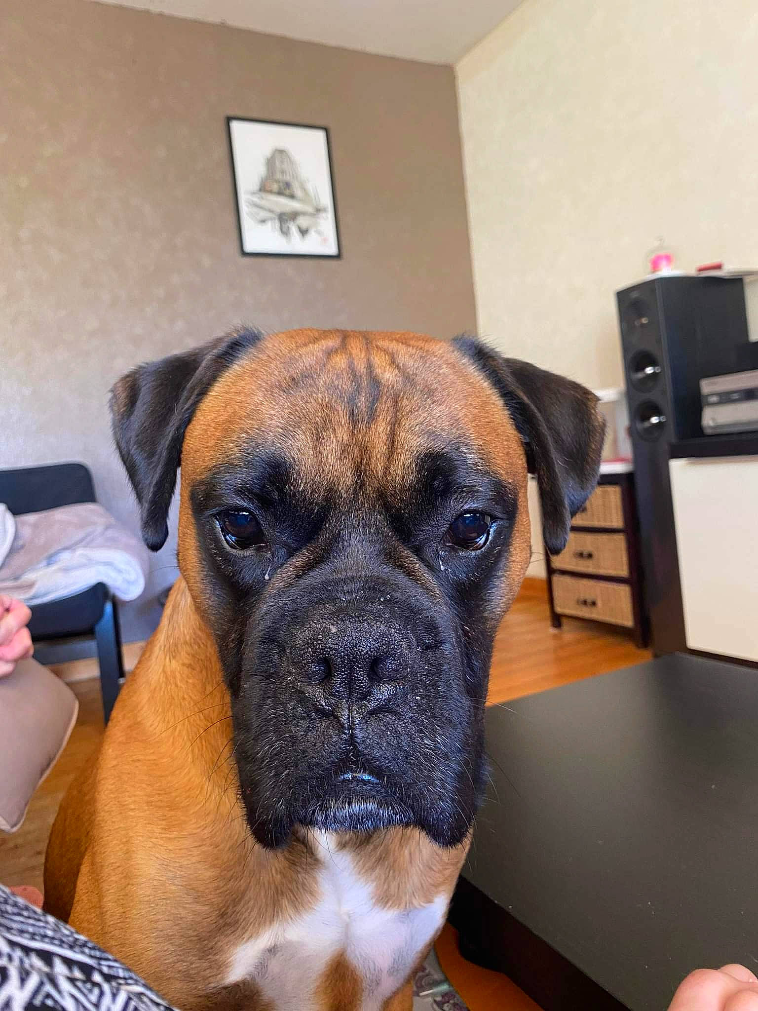 Oxo participe au concours pour gagner de l'argent avec cette photo : boxer, canidae, carnivore, chair, collar, companion_dog, dog, dog_breed, fawn, flooring, non_sporting_group, picture_frame, plant, snout, sporting_group, table, whiskers, working_animal, working_dog, wrinkle