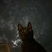 Paco is registered to the contest to win money with this photo: cat, black_cat, night, sky, clouds, moonlight, wide_eyes, animal, pet, outdoor, dark, silhouette, window, building, curiosity, nocturnal, feline, whiskers, ears, mysterious