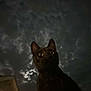 cat, black_cat, night, sky, clouds, moonlight, wide_eyes, animal, pet, outdoor, dark, silhouette, window, building, curiosity, nocturnal, feline, whiskers, ears, mysterious