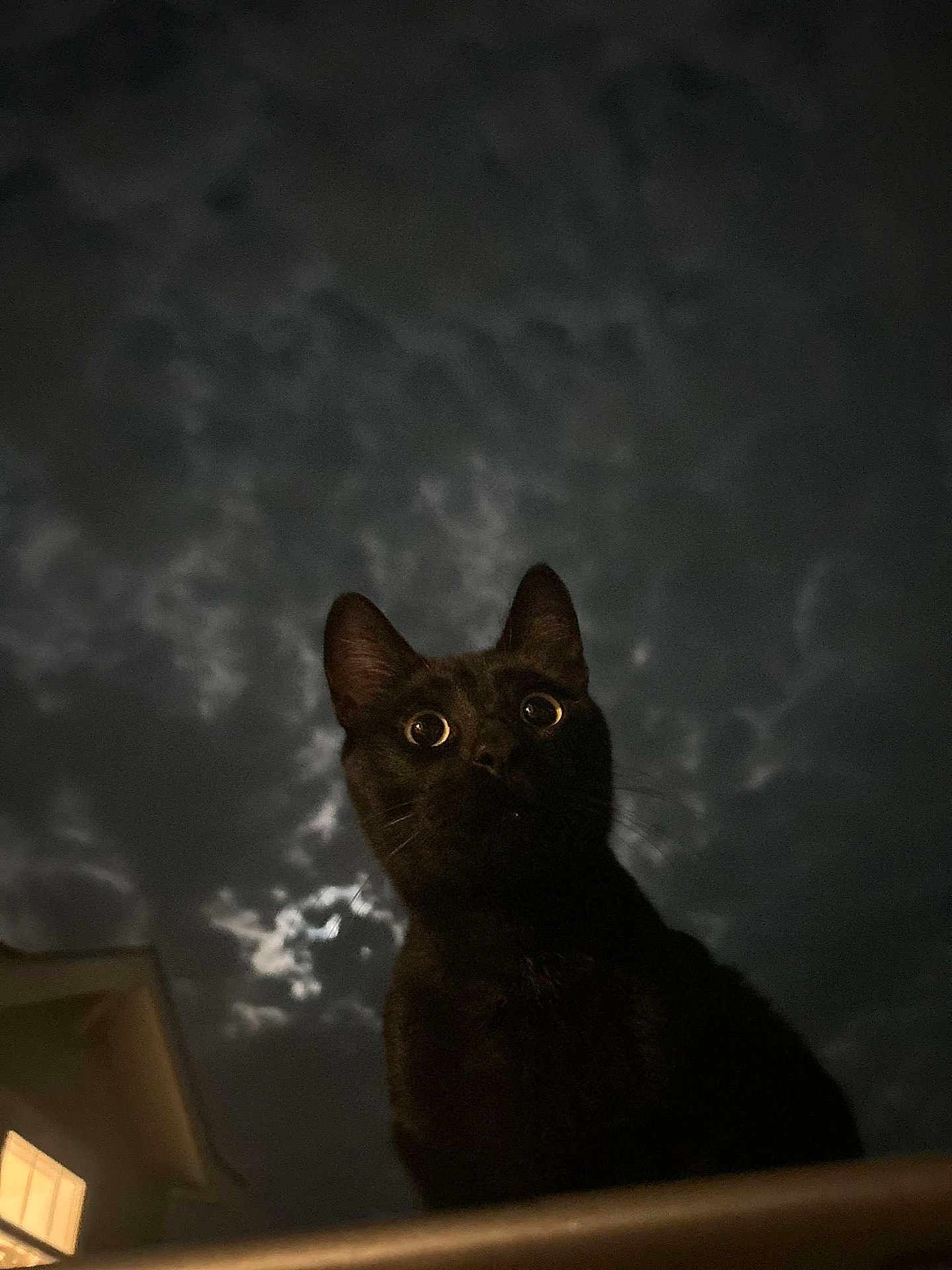 Paco is registered to the contest to win money with this photo: cat, black_cat, night, sky, clouds, moonlight, wide_eyes, animal, pet, outdoor, dark, silhouette, window, building, curiosity, nocturnal, feline, whiskers, ears, mysterious