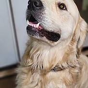 Jaxson is registered to the contest to win money with this photo: animal, canine, close_up, collar, companion, cute, dog, domestic_animal, fluffy_fur, friendly, fur, golden_retriever, indoor, looking_up, mouth_open, pet, portrait, snout, teeth, whiskers