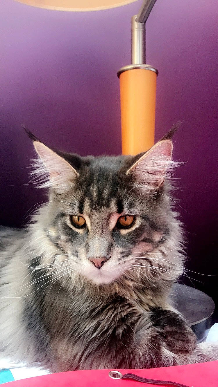 Patience a rejoint le concours — aidez-le/la à gagner de superbes lots ! american_curl, asian_semi_longhair, british_longhair, carnivore, cat, domestic_long_haired_cat, domestic_short_haired_cat, european_shorthair, felidae, fur, kitten, kurilian_bobtail, maine_coon, mammal, norwegian_forest_cat, ragamuffin, siberian, small_to_medium_sized_cats, tabby_cat, whiskers