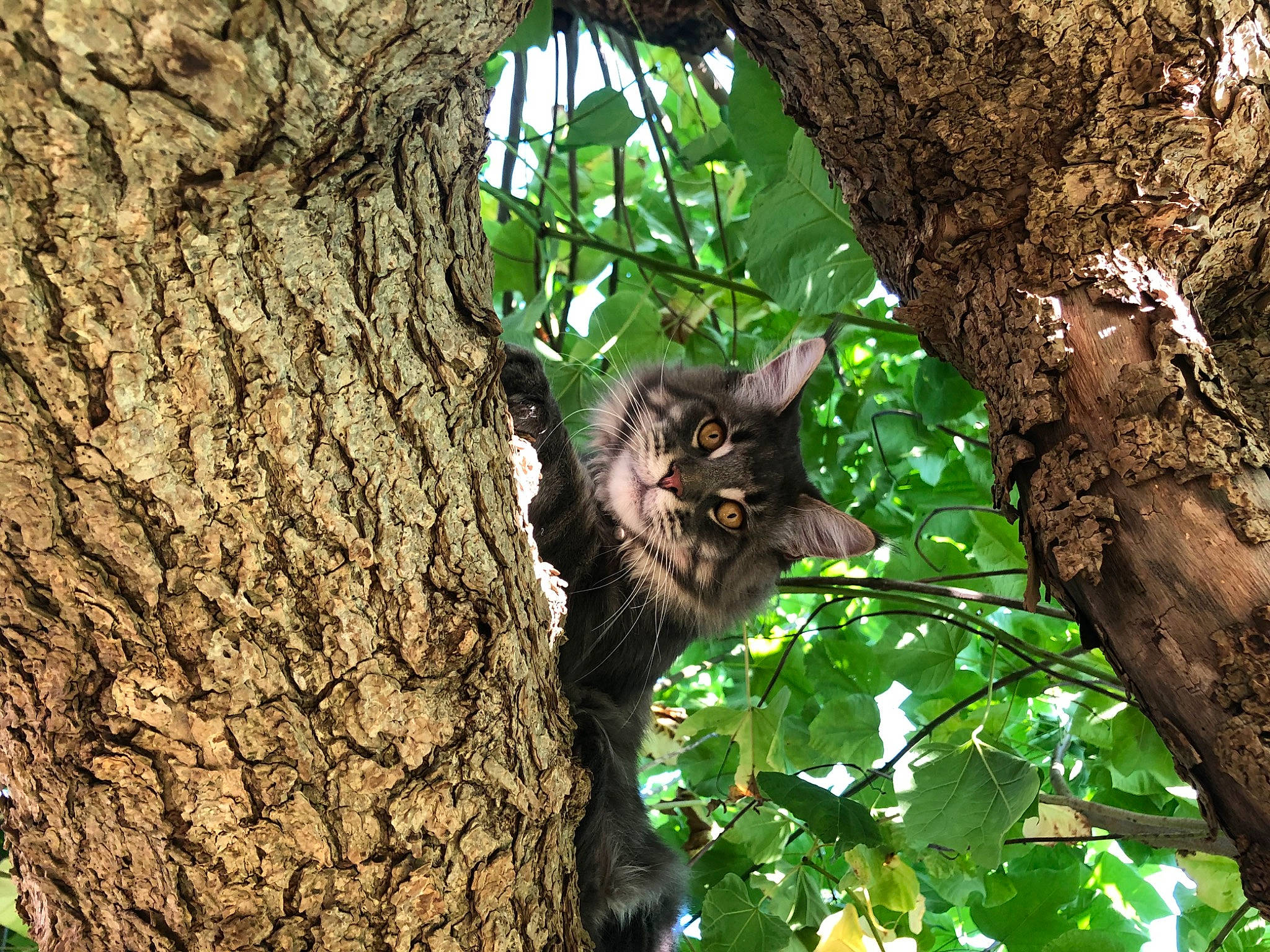 Patience a rejoint le concours — aidez-le/la à gagner de superbes lots ! branch, carnivore, cat, european_shorthair, felidae, leaf, plant, small_to_medium_sized_cats, tree, trunk, whiskers, wild_cat, wildlife, woody_plant