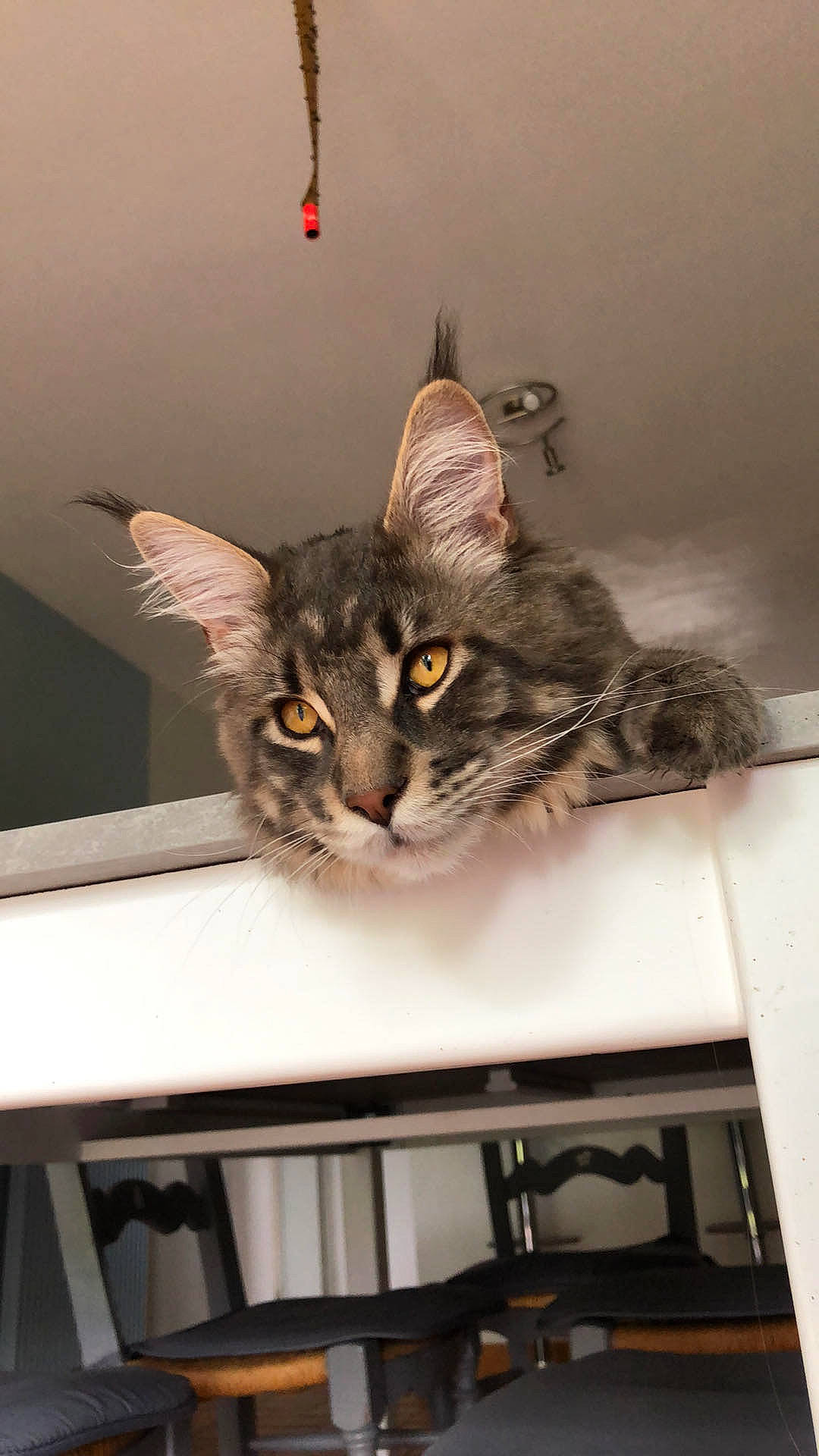 Patience participe au concours pour gagner de l'argent avec cette photo : american_shorthair, asian, carnivore, cat, domestic_short_haired_cat, dragon_li, european_shorthair, felidae, kitten, maine_coon, norwegian_forest_cat, polydactyl_cat, small_to_medium_sized_cats, tabby_cat, whiskers