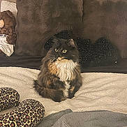Iyla joined the competition — help win amazing prizes! animal, bedroom, black_and_white, blanket, cat, collar, cozy, cushion, fluffy, furry, indoors, leopard_print, long_hair, pet, pillow, portrait, sitting, slippers, teddy_bear, whiskers