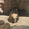 animal, bedroom, black_and_white, blanket, cat, collar, cozy, cushion, fluffy, furry, indoors, leopard_print, long_hair, pet, pillow, portrait, sitting, slippers, teddy_bear, whiskers