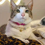 Princess Leia is registered to the contest to win money with this photo: cat, pet, portrait, close_up, indoor, feline, animal, necklace, collar, pink, white, gray, leopard_print, blanket, cute, whiskers, ears, green_eyes, soft_light, relaxed