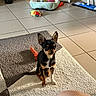 chihuahua, puppy, dog, pet, indoor, rug, toy, pet_bed, tile_floor, sunlight, mop, corner, small_dog, alert, brown, black, white, ears, flooring, cozy