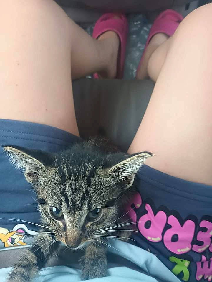 Donald is registered to the contest to win money with this photo: carnivore, cat, chest, cool, domestic_short_haired_cat, elbow, felidae, fur, human_leg, joint, lap, leg, sitting, small_to_medium_sized_cats, snout, t_shirt, tattoo, thigh, trunk, whiskers