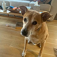 Derby joined the competition — help win amazing prizes! animal, brown_dog, canine, coffee_table, collar, couch, dog, domestic, ears_up, floor, furniture, hand_sanitizer, household_items, indoor, living_room, pet, pillows, sitting, tissue_box, wooden_floor