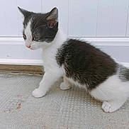 Saya participe au concours pour gagner de l'argent avec cette photo : kitten, cat, black_and_white, fur, pet, animal, side_view, concrete, floor, white_background, curious, small, cute, walking, young, outdoor, paw, whiskers, ears, feline