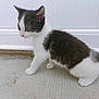 kitten, cat, black_and_white, fur, pet, animal, side_view, concrete, floor, white_background, curious, small, cute, walking, young, outdoor, paw, whiskers, ears, feline
