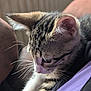 Ozzy is registered to the contest to win money with this photo: kitten, cat, tabby, whiskers, fur, paw, close_up, pet, animal, cute, indoor, resting, lap, person, clothing, purple, soft_light, domestic, young, feline