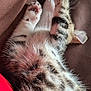 Ozzy is registered to the contest to win money with this photo: kitten, cat, paw, fur, stretching, sleeping, relaxed, close_up, brown_couch, pet, animal, whiskers, soft, cute, indoor, feline, nap, tabby, pink_paw, cozy