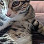 cat, tabby_cat, close_up, fur, whiskers, animal, pet, cute, eyes, muzzle, indoor, relaxed, domestic_cat, feline, soft_fur, paws, striped, collar, portrait, resting