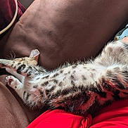 Ozzy is registered to the contest to win money with this photo: cat, kitten, animal, pet, sleeping, couch, brown, fur, spotted, paw, relaxing, indoor, human_arm, red_clothing, closeup, cozy, domestic, resting, feline, soft