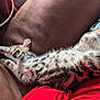 cat, kitten, animal, pet, sleeping, couch, brown, fur, spotted, paw, relaxing, indoor, human_arm, red_clothing, closeup, cozy, domestic, resting, feline, soft