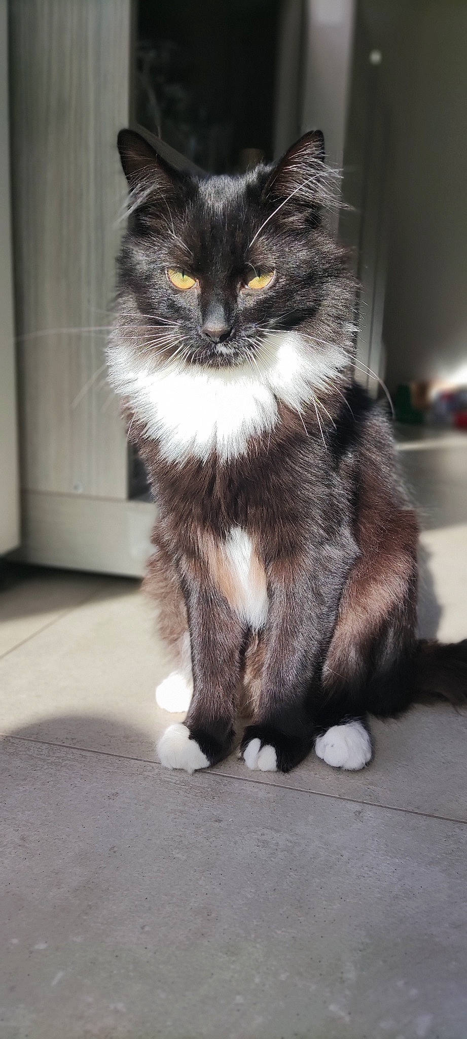 Cookie participe au concours pour gagner de l'argent avec cette photo : black_cat, carnivore, cat, claw, domestic_short_haired_cat, felidae, flooring, fur, grey, monochrome_photography, paw, photo_caption, shadow, sitting, small_to_medium_sized_cats, snout, tail, terrestrial_animal, whiskers, window