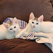 Maya And Luna joined the competition — help win amazing prizes! cat, kitten, white_cat, brown_patch, towel, striped_towel, couch, brown_couch, cute, pets, animal, feline, resting, snuggling, two_kittens, indoor, soft_fabric, small_paws, curious_look, cozy