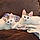 Maya And Luna