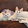 cat, kitten, white_cat, brown_patch, towel, striped_towel, couch, brown_couch, cute, pets, animal, feline, resting, snuggling, two_kittens, indoor, soft_fabric, small_paws, curious_look, cozy