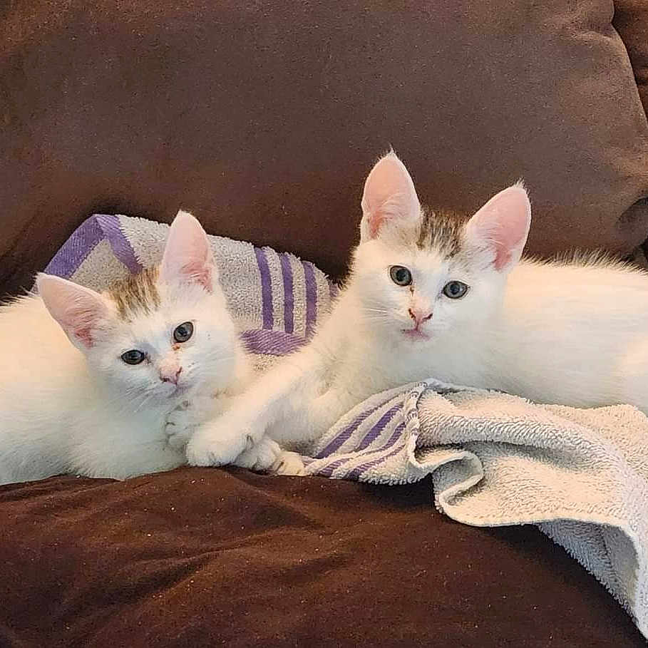 Maya And Luna joined the competition — help win amazing prizes! animal, brown_couch, brown_patch, cat, couch, cozy, curious_look, cute, feline, indoor, kitten, pets, resting, small_paws, snuggling, soft_fabric, striped_towel, towel, two_kittens, white_cat