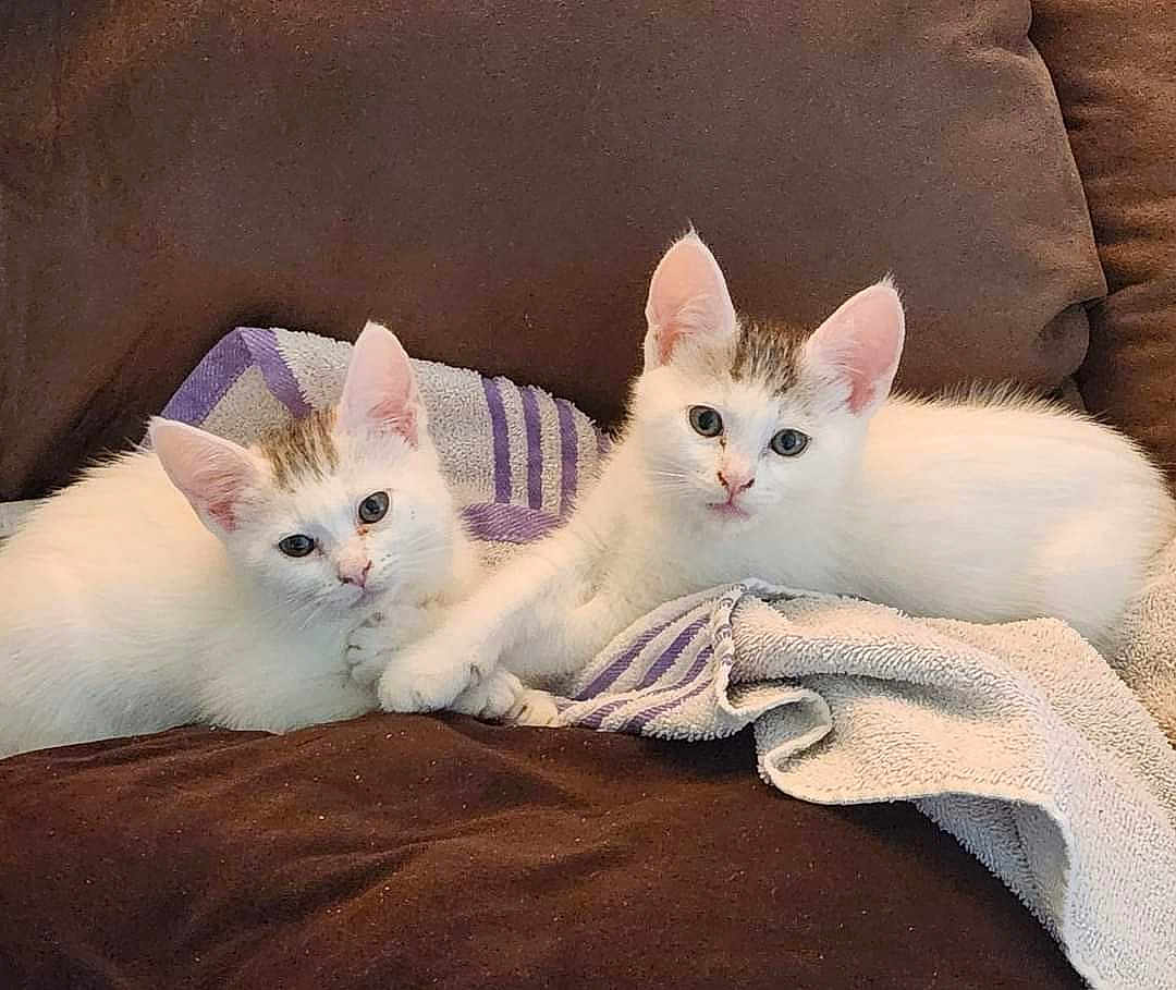 Maya And Luna joined the competition — help win amazing prizes! cat, kitten, white_cat, brown_patch, towel, striped_towel, couch, brown_couch, cute, pets, animal, feline, resting, snuggling, two_kittens, indoor, soft_fabric, small_paws, curious_look, cozy