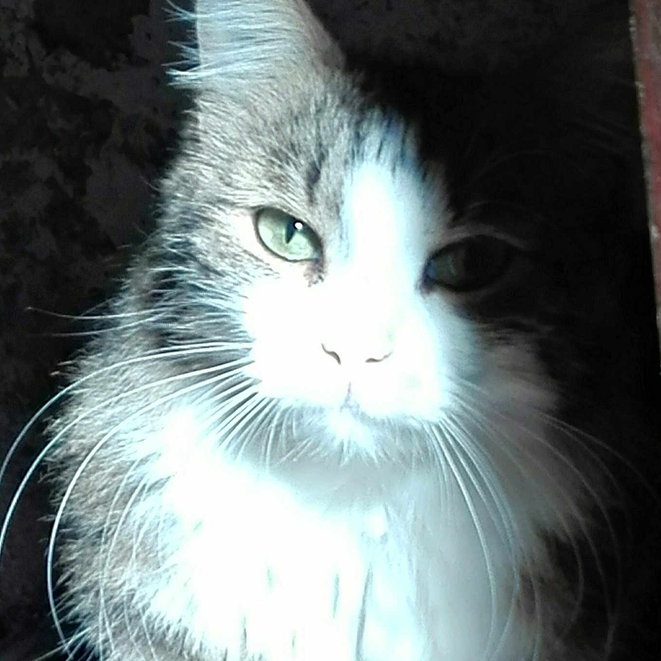 Mimie participe au concours pour gagner de l'argent avec cette photo : animal, cat, close_up, contrast, dark_background, domestic_cat, ears, face, feline, fluffy_fur, fur_texture, gray_fur, green_eyes, indoor, overexposed, pet, portrait, whiskers, white_fur