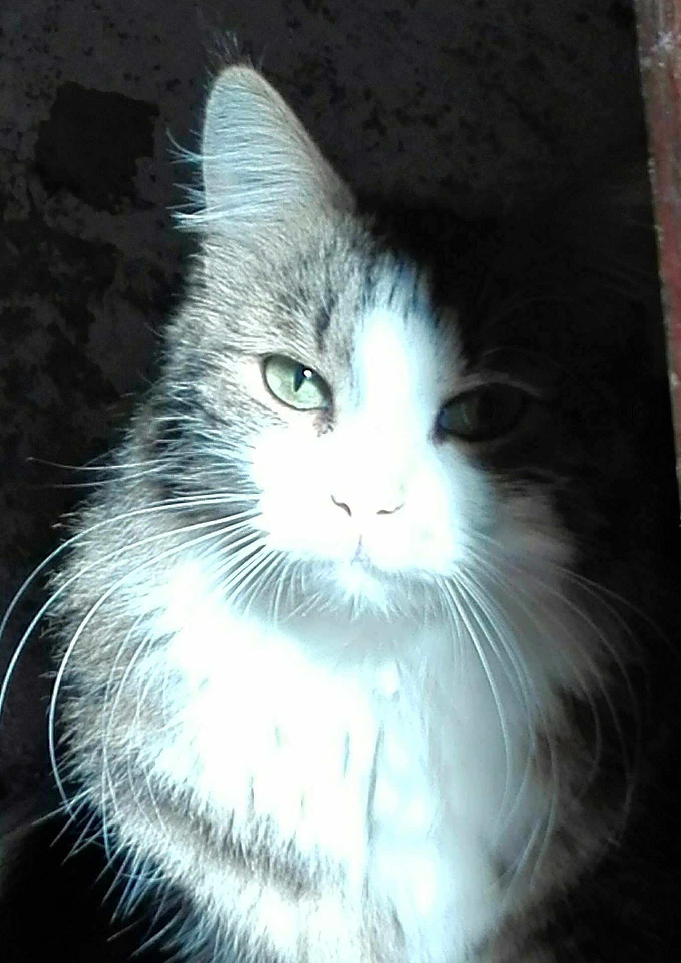 Mimie participe au concours pour gagner de l'argent avec cette photo : cat, close_up, green_eyes, fluffy_fur, whiskers, white_fur, gray_fur, indoor, pet, animal, portrait, feline, overexposed, contrast, dark_background, ears, face, fur_texture, domestic_cat