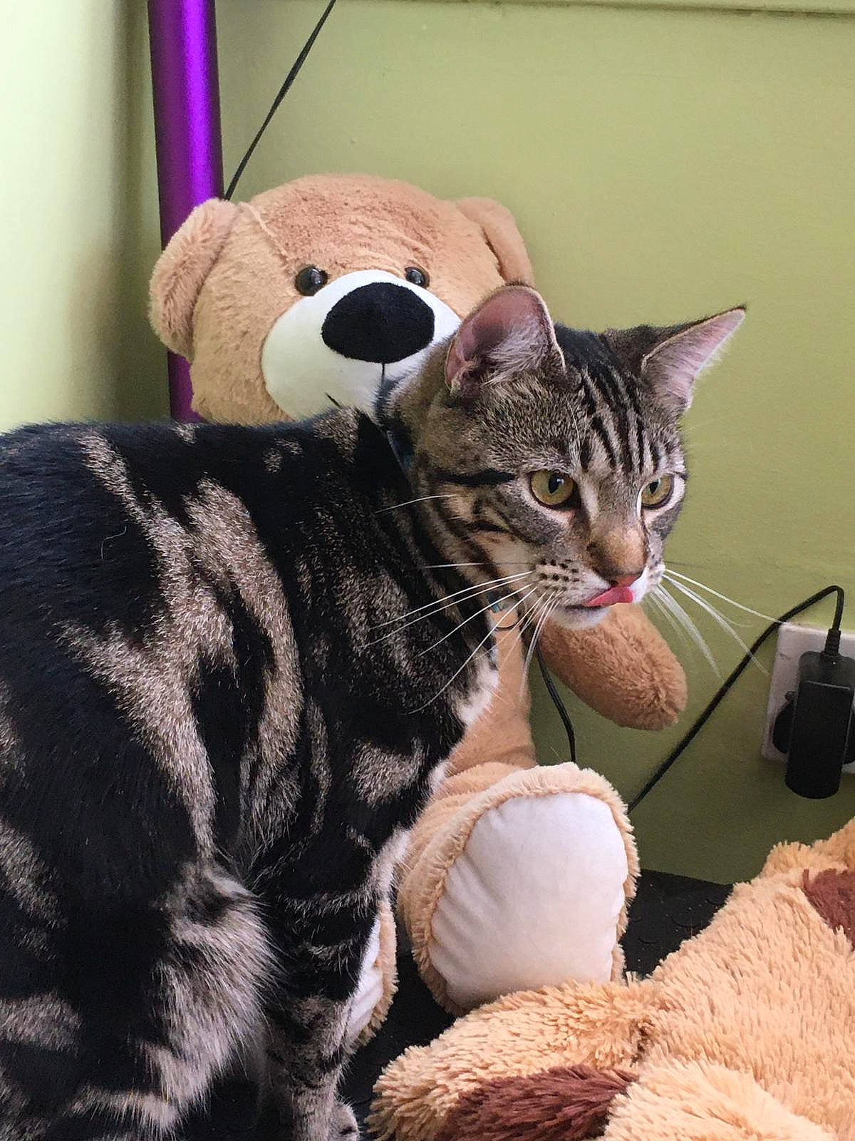 Dexter is registered to the contest to win money with this photo: american_shorthair, asian, bengal, california_spangled, carnivore, cat, domestic_short_haired_cat, dragon_li, european_shorthair, felidae, fur, kitten, mammal, ocicat, savannah, small_to_medium_sized_cats, snout, tabby_cat, vertebrate, whiskers