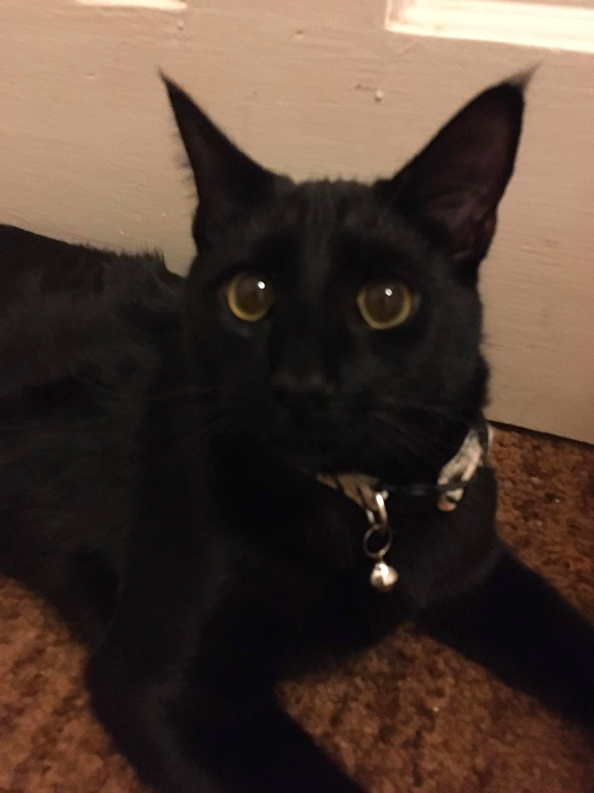 Kosmos joined the competition — help win amazing prizes! asian, black, black_cat, bombay, carnivore, cat, domestic_short_haired_cat, eye, felidae, mammal, small_to_medium_sized_cats, snout, tail, whiskers