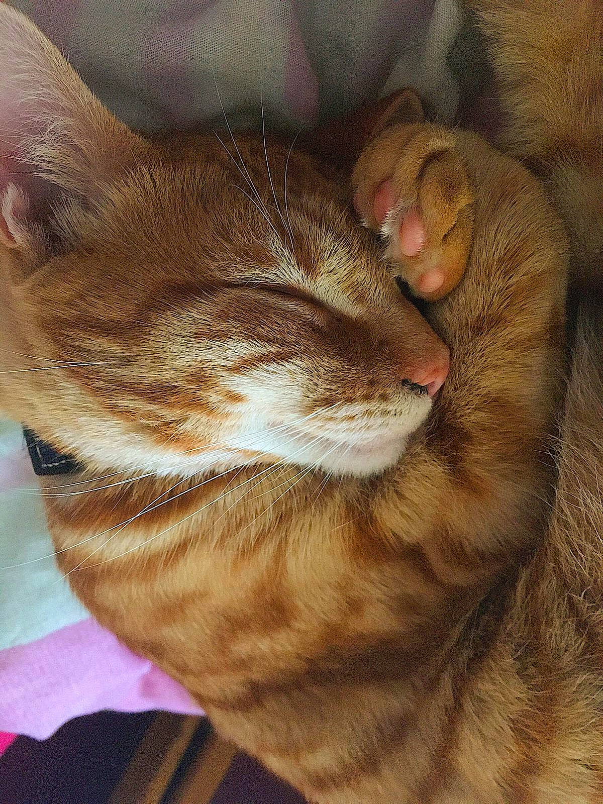 Fernando is registered to the contest to win money with this photo: abyssinian, asian, australian_mist, carnivore, cat, chausie, domestic_short_haired_cat, european_shorthair, felidae, fur, german_rex, mammal, nap, nose, singapura, skin, small_to_medium_sized_cats, snout, tabby_cat, whiskers