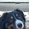 Uzu participe au concours pour gagner de l'argent avec cette photo : dog, beach, water, sand, happy, smiling, outdoor, canine, nature, animal, portrait, face, fur, tongue, sunlight, sea, waves, closeup, friendly, pet