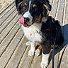 Uzu participe au concours pour gagner de l'argent avec cette photo : accessories, animal, architecture, boardwalk, bodypart, bridge, canine, collie, dog, hound, husky, leash, mouth, person, pet, puppy, strap, water, waterfront, wood