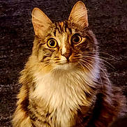 Brie is registered to the contest to win money with this photo: attentive, big_eyes, brown, carpet, cat, close_up, cute, domestic_animal, ears, feline, fluffy, fur, indoor, long_haired, looking_at_camera, pet, portrait, sitting, tabby, whiskers